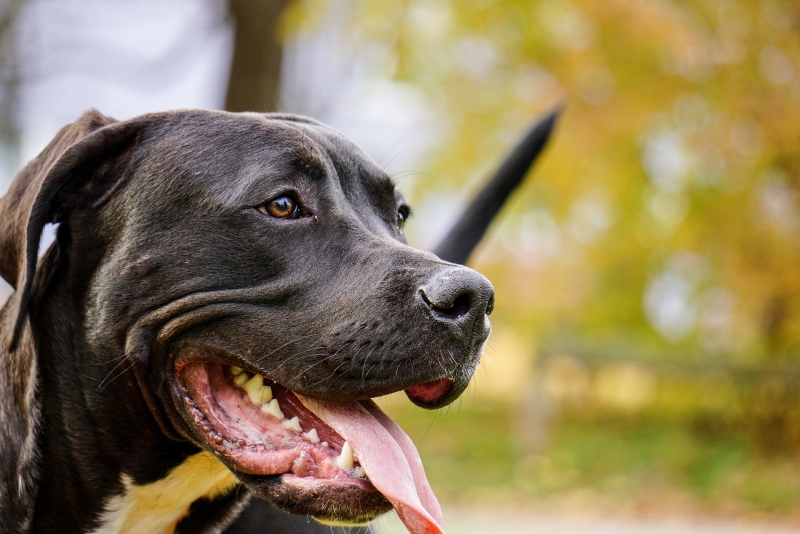Què s’ha de saber sobre els gossos considerats “potencialment perillosos”?
