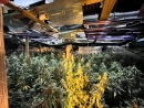 Plantació de marihuana Llerona 1