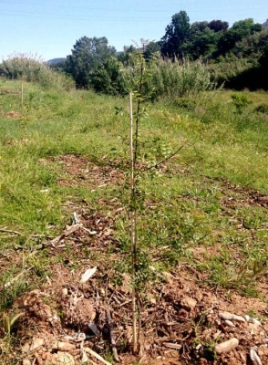 Estat actual d'un dels cinquanta arbres que es van plantar durant la Festa de la Primavera